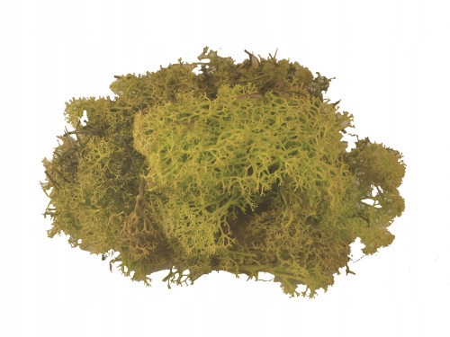 

Mech chrobotek reniferowy naturalny, 50 g