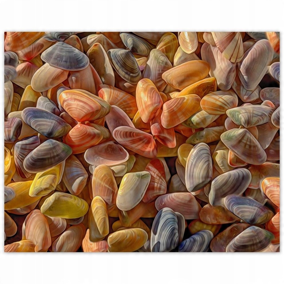 

Plakat 50x40 Kolorowe muszelki do druku