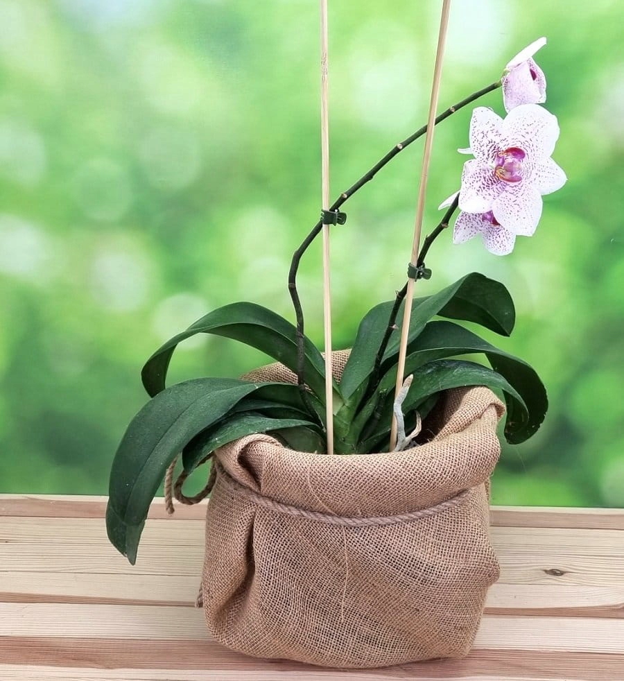 SZPILKA BAMBUSOWA 60cm tyczka podpora do storczyka Materiał wykonania bambus