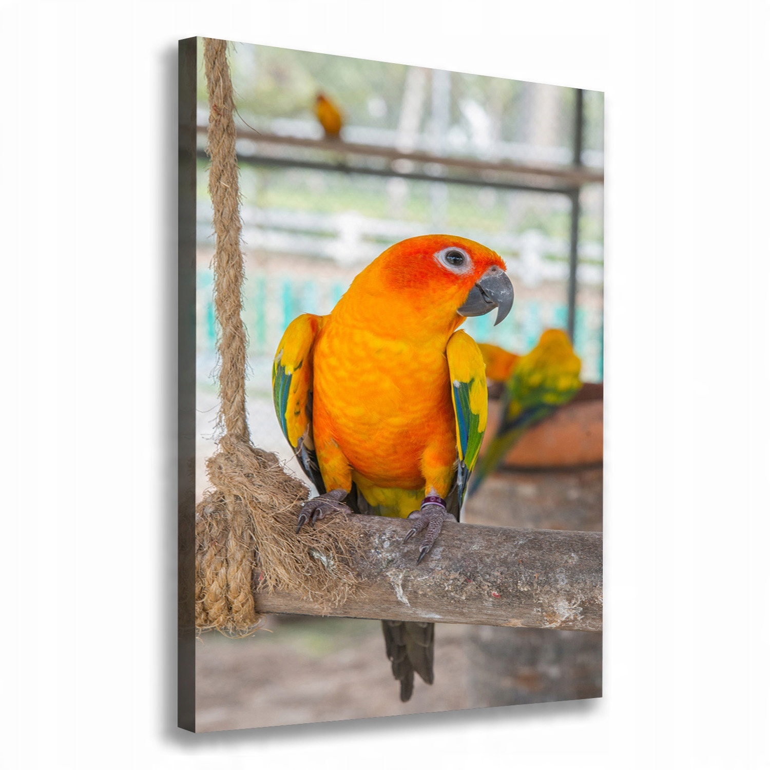 

Nowoczesny fotoobraz canvas na ramie Papuga 70x100