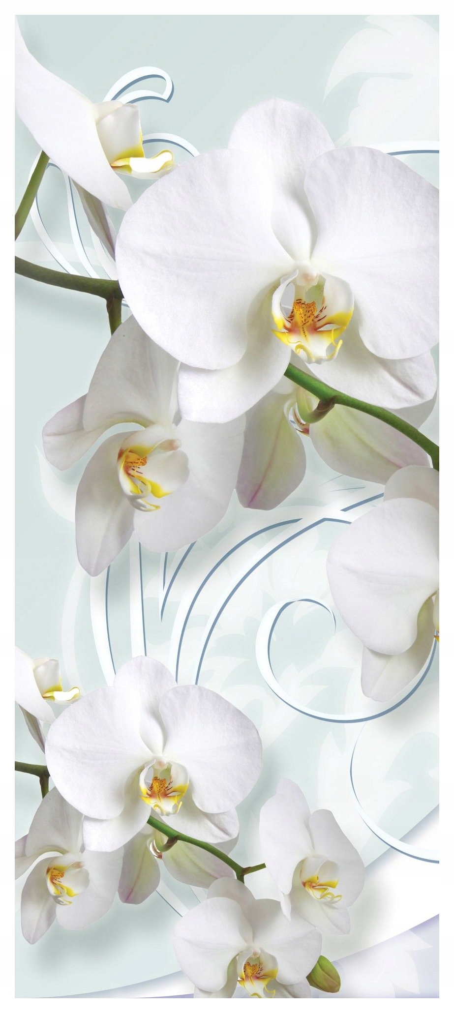Vliesová fototapeta Bílé orchideje Kvetoucí elegance 91x211 lepidlo