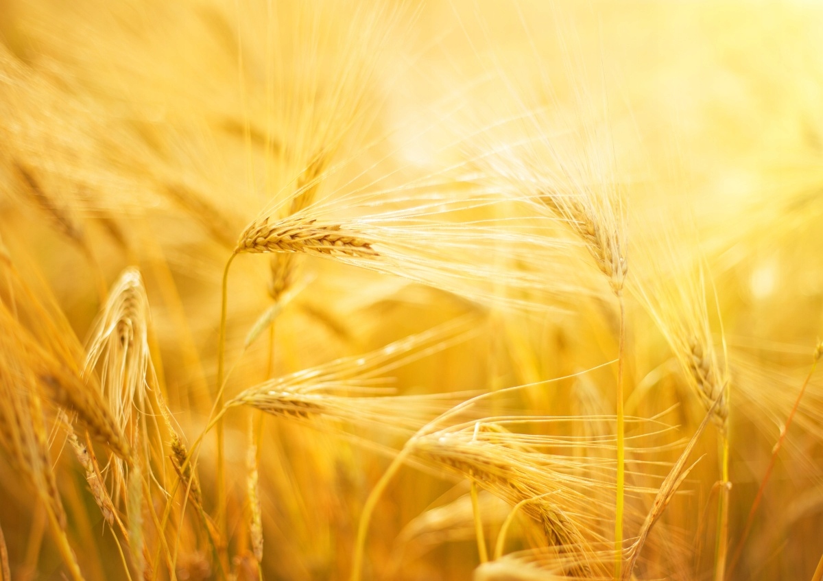 

Tapeta flizelinowa Pole pszenicy 208x146