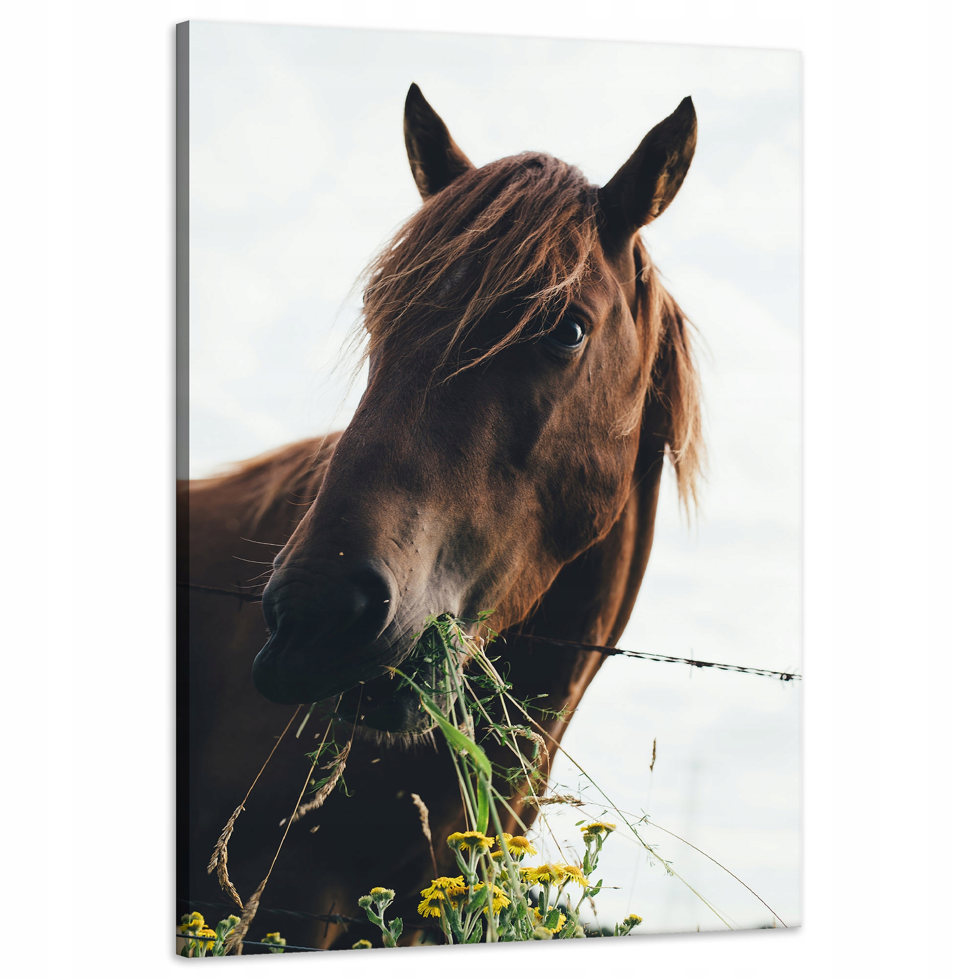 Obraz Canvas Zvířata Kůň Hříva 60x90 cm