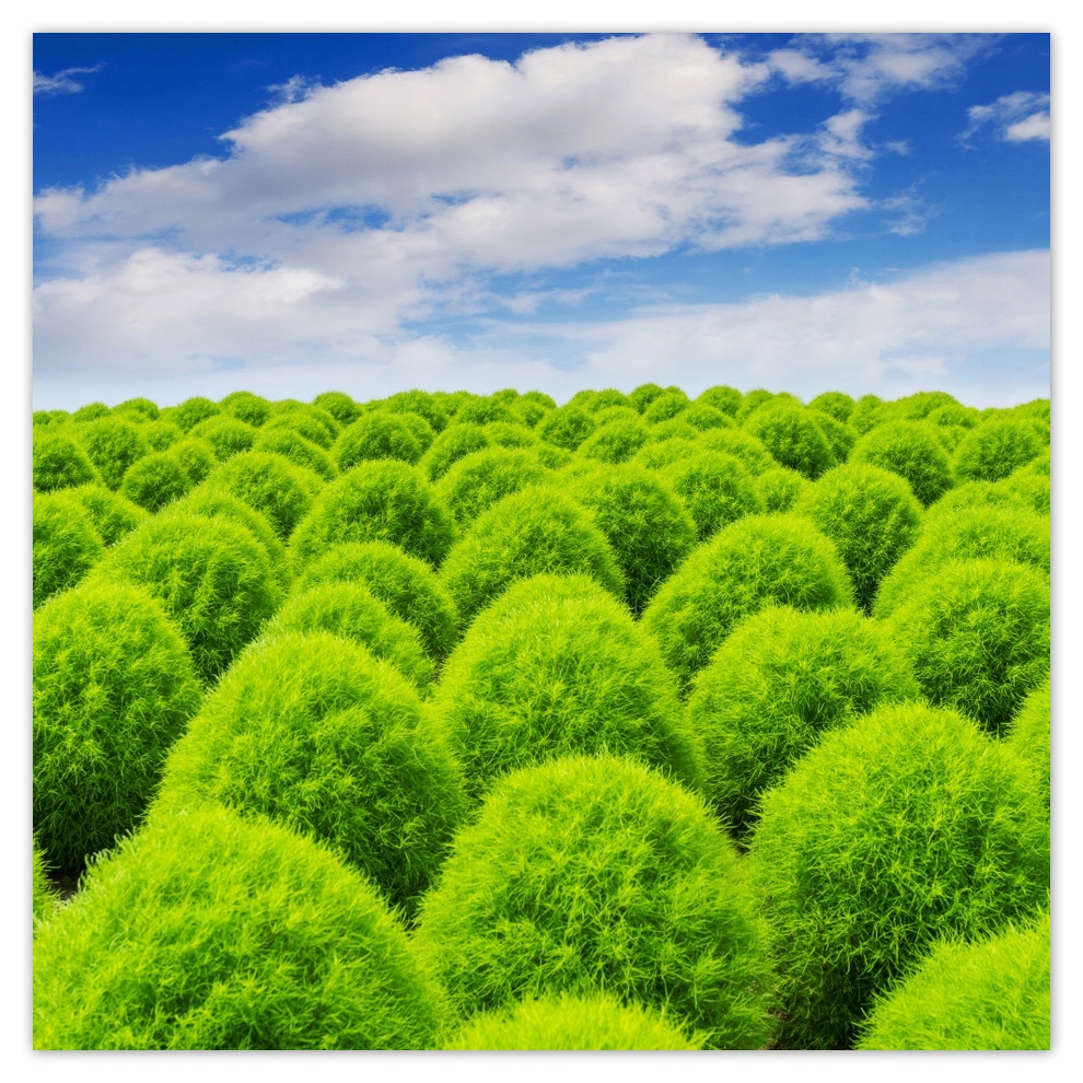 

Fototapety flizelina 208x208 Zielone spojrzenie