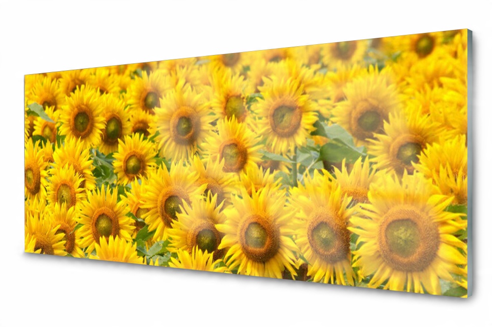 

Panel szklany do kuchni Słonecznik Roślina 125x50