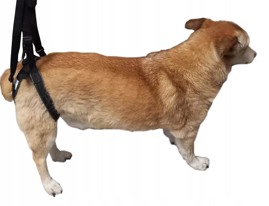 

Szelki uprząż rehabilitacyjna dla psa Doghelper L