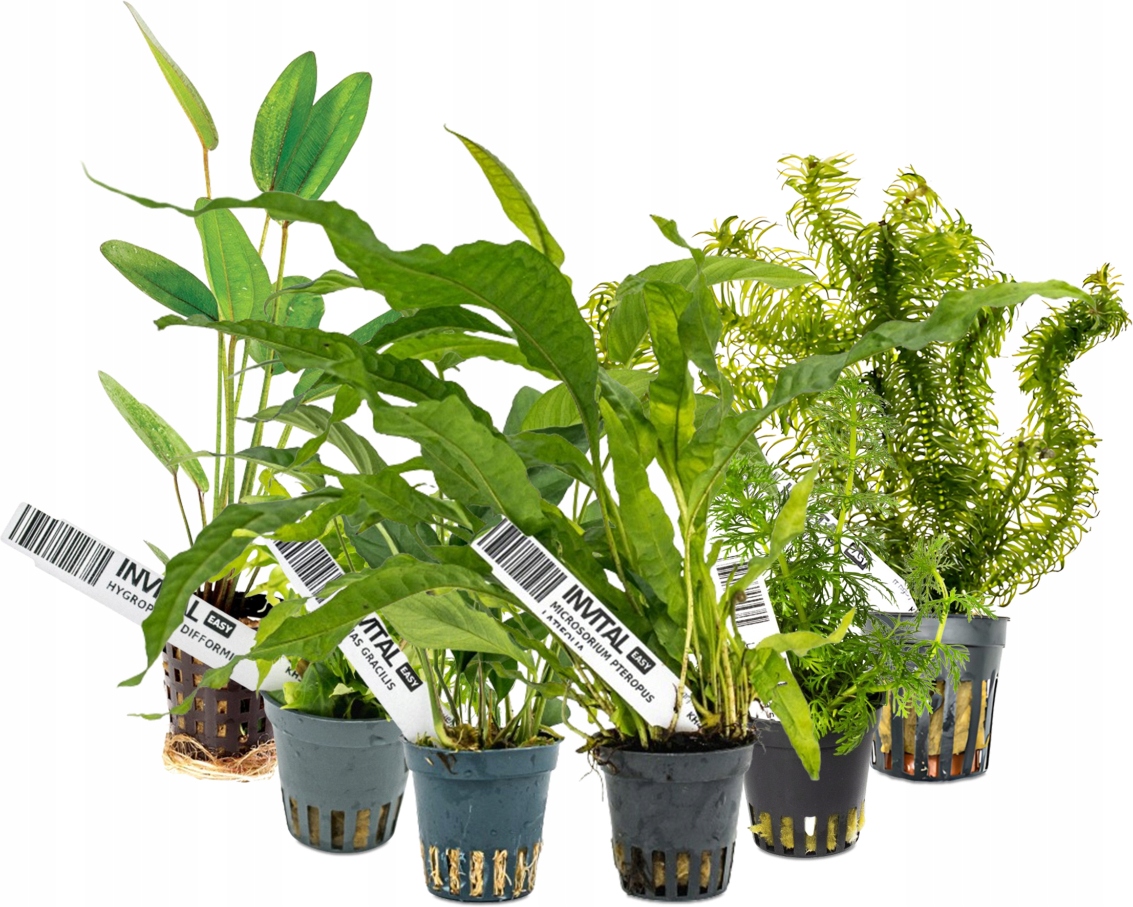 Kolekcja 6 koszyczków roślin do tła akwarium