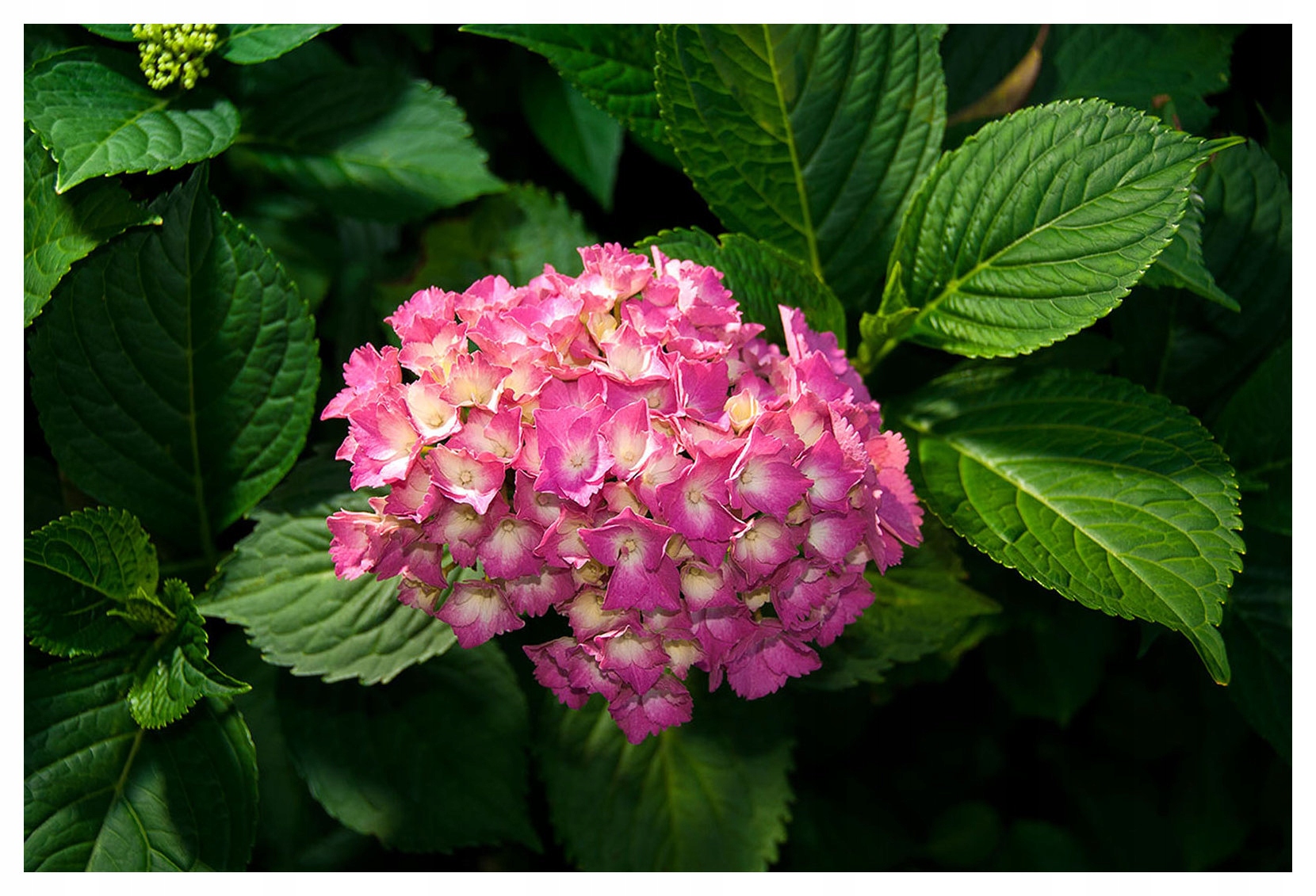 Fototapeta flizelina Růžové hortenzie jemné květiny příroda 208x146 lepidlo