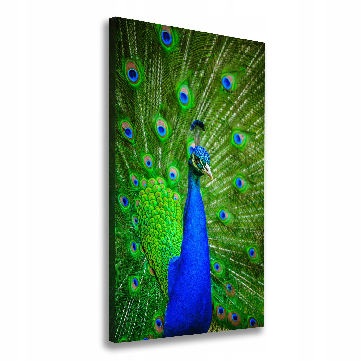 

Foto obraz canvas na ramie do salonu Paw 60x120 cm