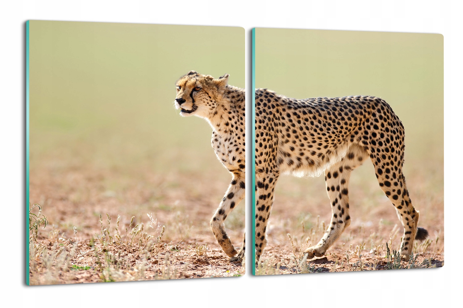 

deska splashback 2x 40x52 szklana Gepard na trawie