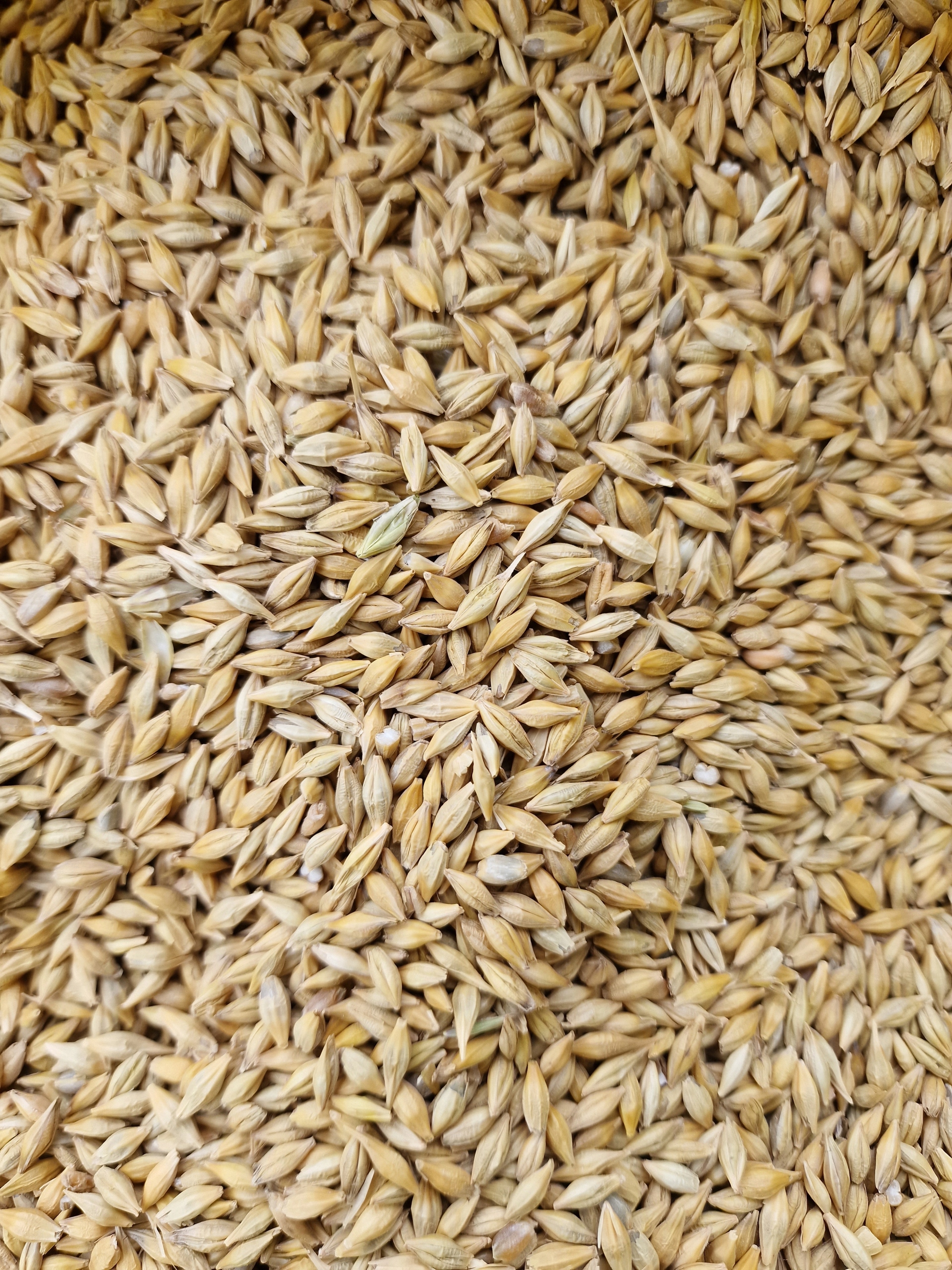 JĘCZMIEŃ dla kur gołębi ZIARNA Pasza Karma Suchy 20KG Marka Mar-Rol