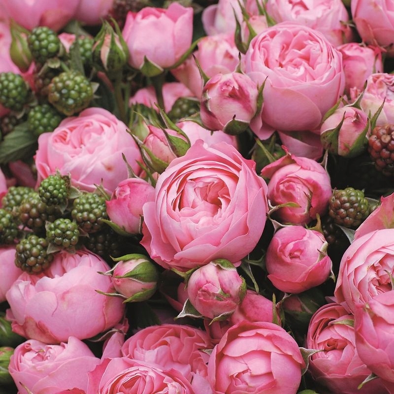 Róża Rabatowa PLAYFUL ROKOKO Gęsta Kulista PREMIUM Doniczka XL