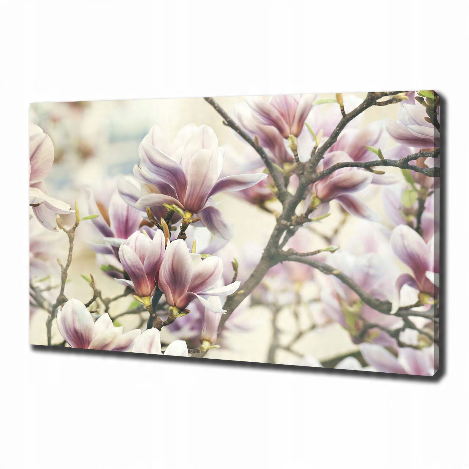 

Foto obraz canvas na ścianę Magnolia 100x70 cm