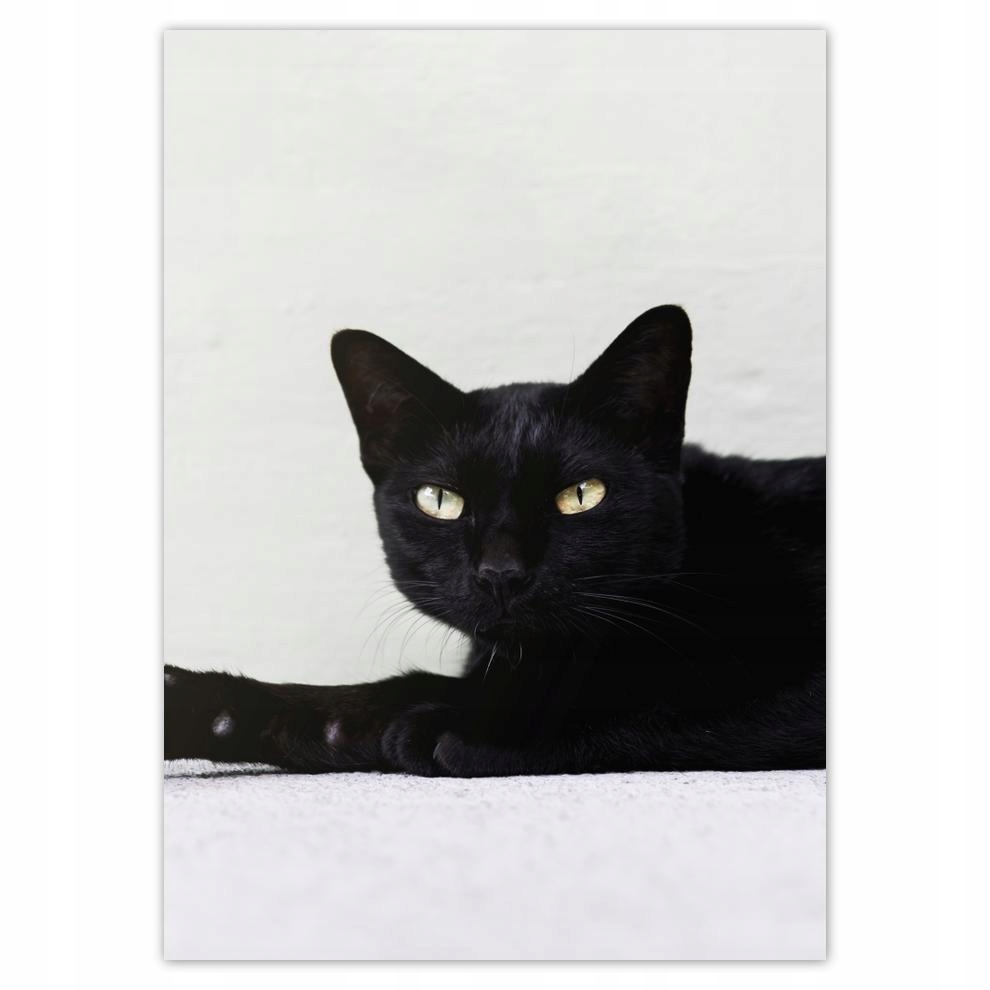 

Naklejki 50x70 Kot Kotek Kotki Koty