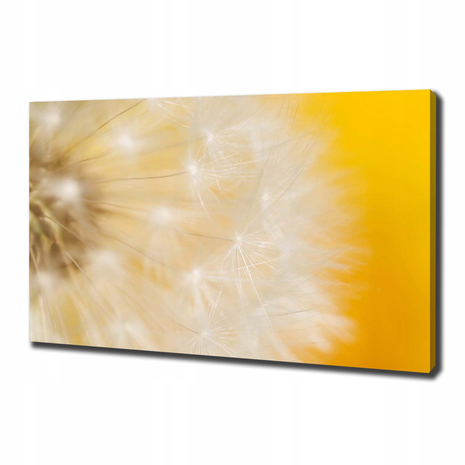 

Foto obraz canvas na ścianę Dmuchawiec 100x70 cm