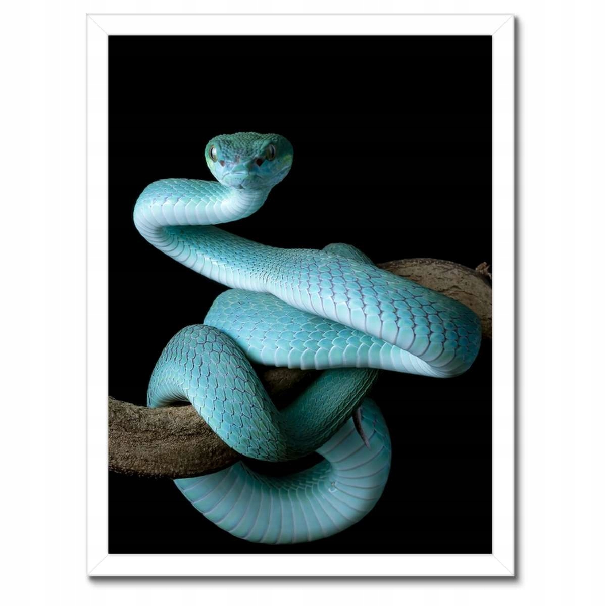 Plakáty v rámu 30x40 Modrý viper snake