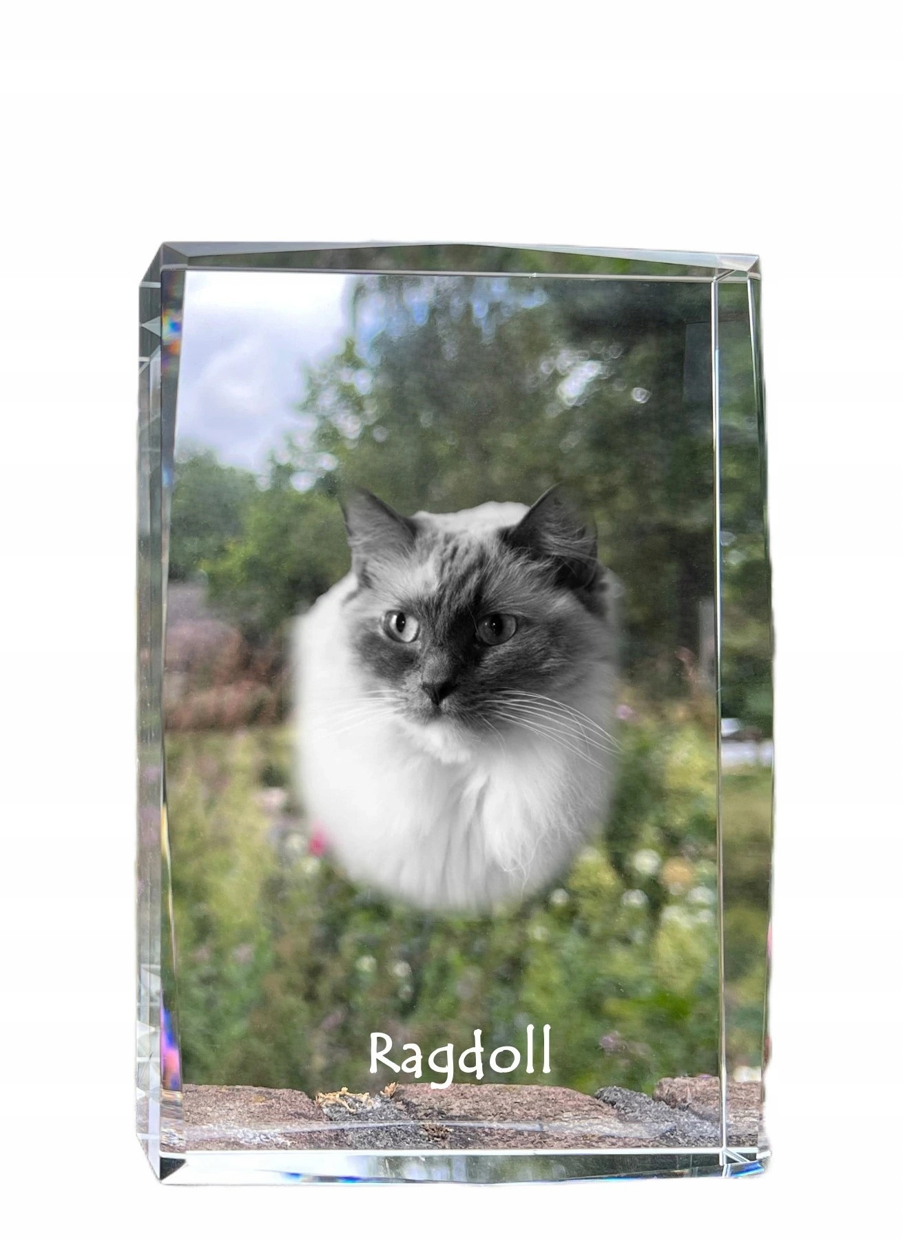 Mačka Ragdoll, fotografia v kryštáli, suvenír, trofej, poďakovanie