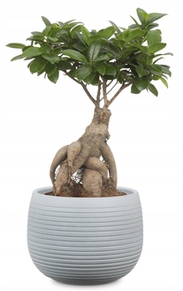 Kamienna osłonka na doniczkę beżowa 23 Scheurich Marka Scheurich