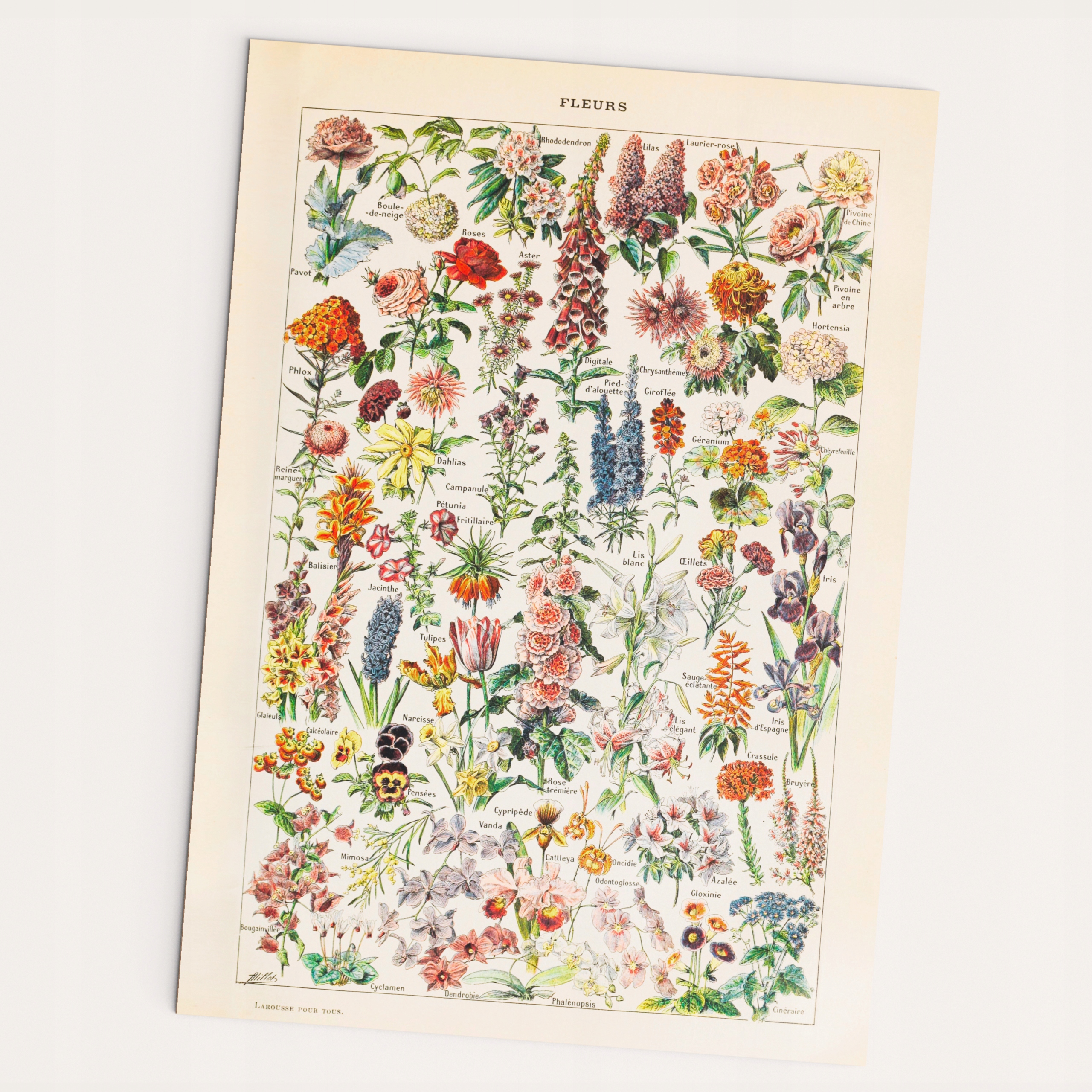 Plakat Vintage Kwiaty - Fleurs A2