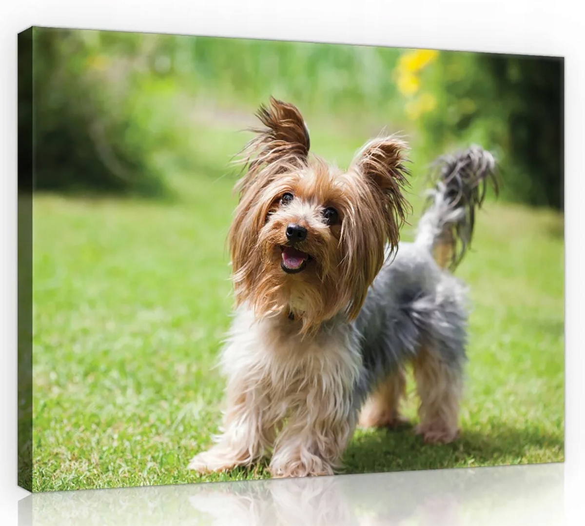 Obraz Na Plátně Plátno 100x75 Pes Terrier York