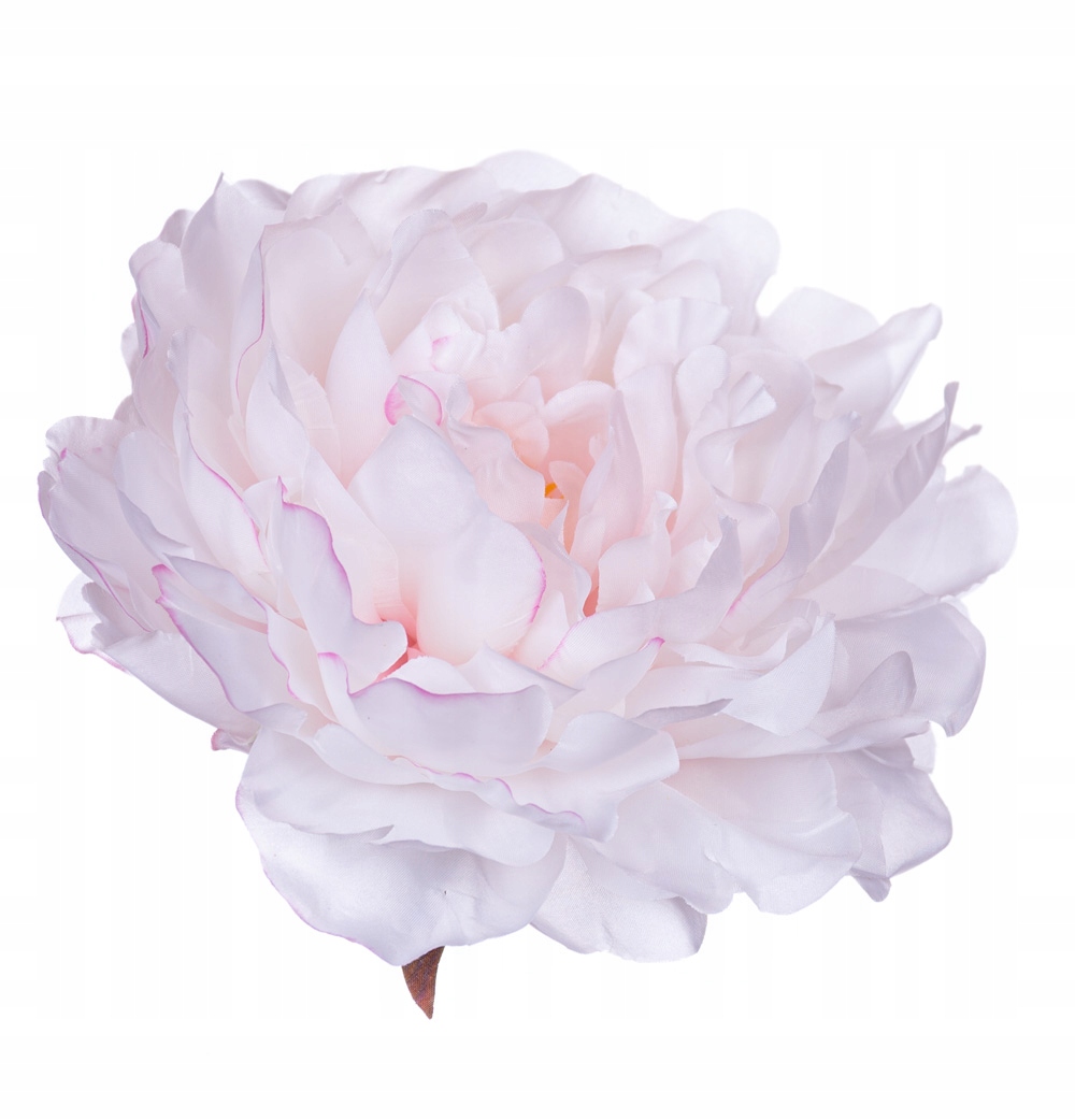 

Peonia główka krem pudrowy róż wyrobowa