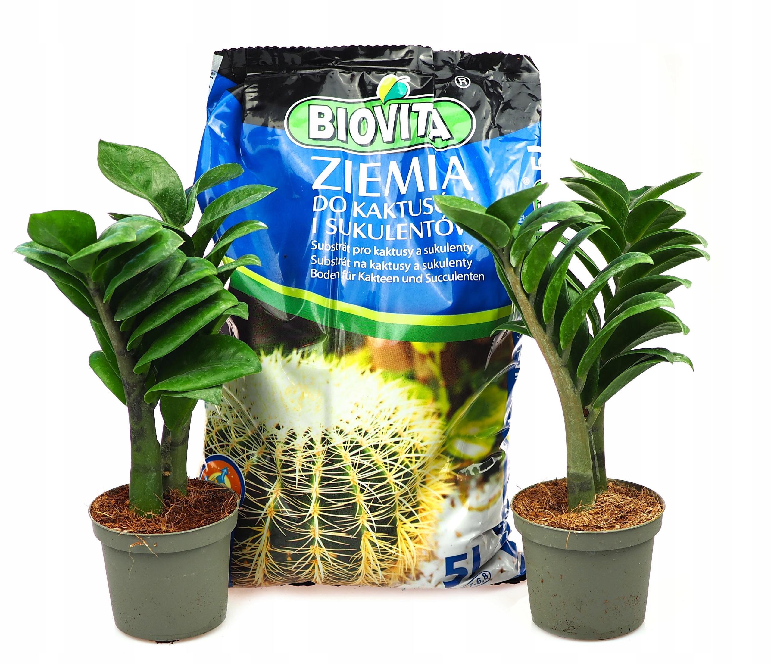 

Ziemia do Sukulentów Zamiokulkas, Hoya Biovita 5L