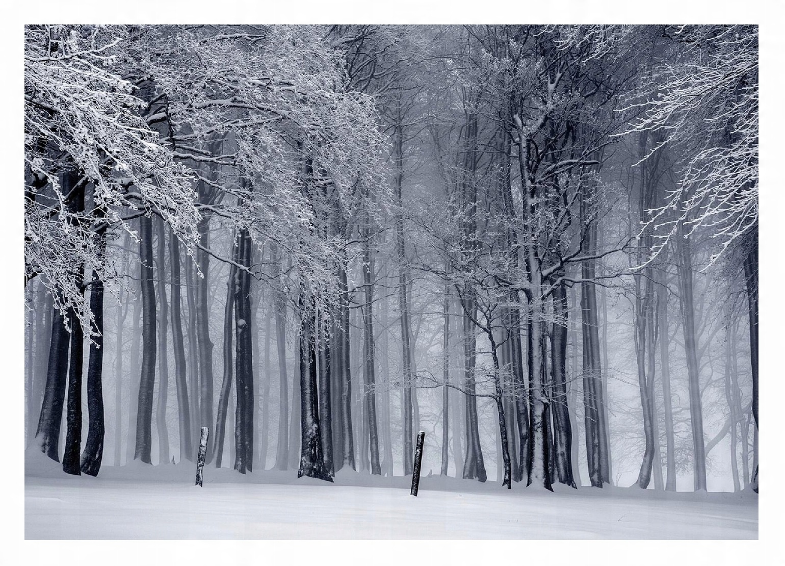 

Fototapeta Zimowy Las Zima Las Śnieg 368x254