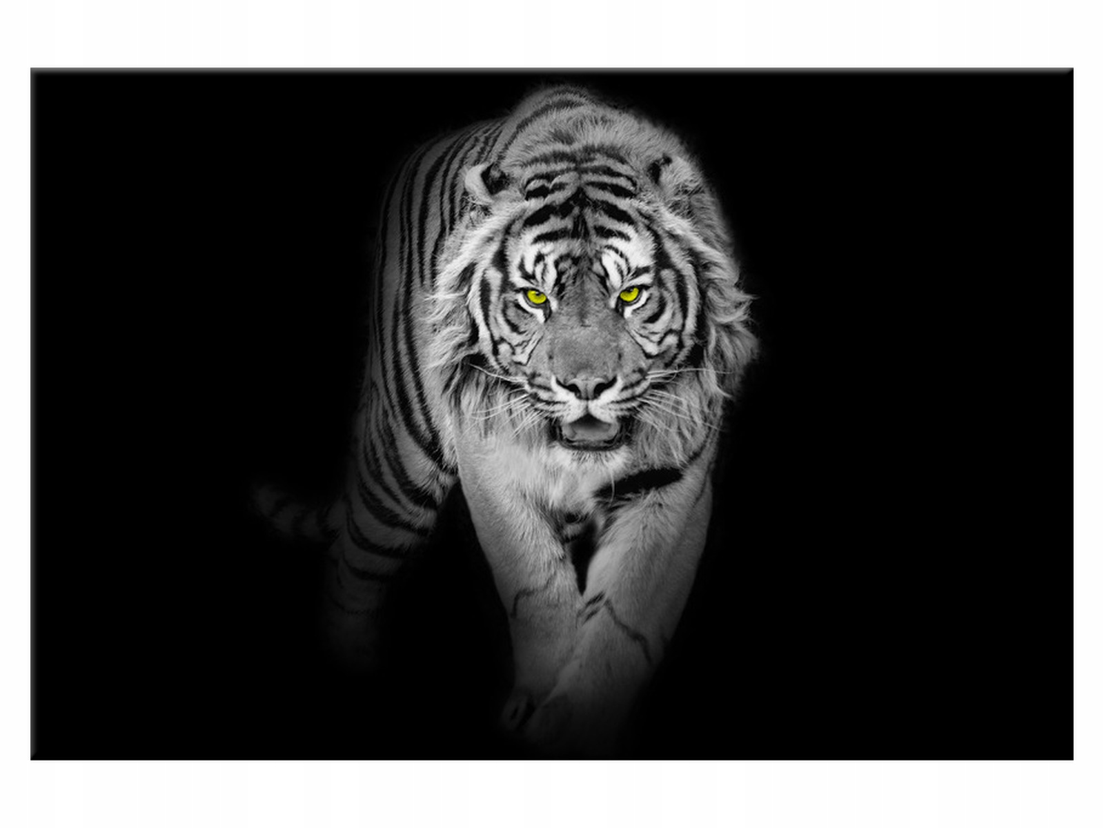 

Obraz 90x60 Zwierzęta Tygrys w mroku Płótno