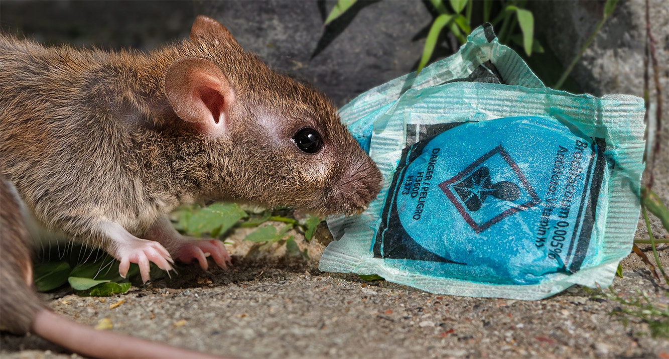 MUMIFYING PASTE POISON FOR MICE RATS BAIT BRODIFACOUM MURIBROM 1KG Kód výrobcu 5902288217734