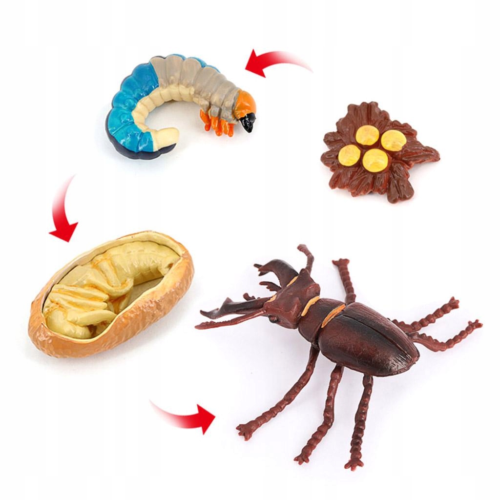 Life Cycle Classroom Accessories, Teaching Insect Marka bez marki
