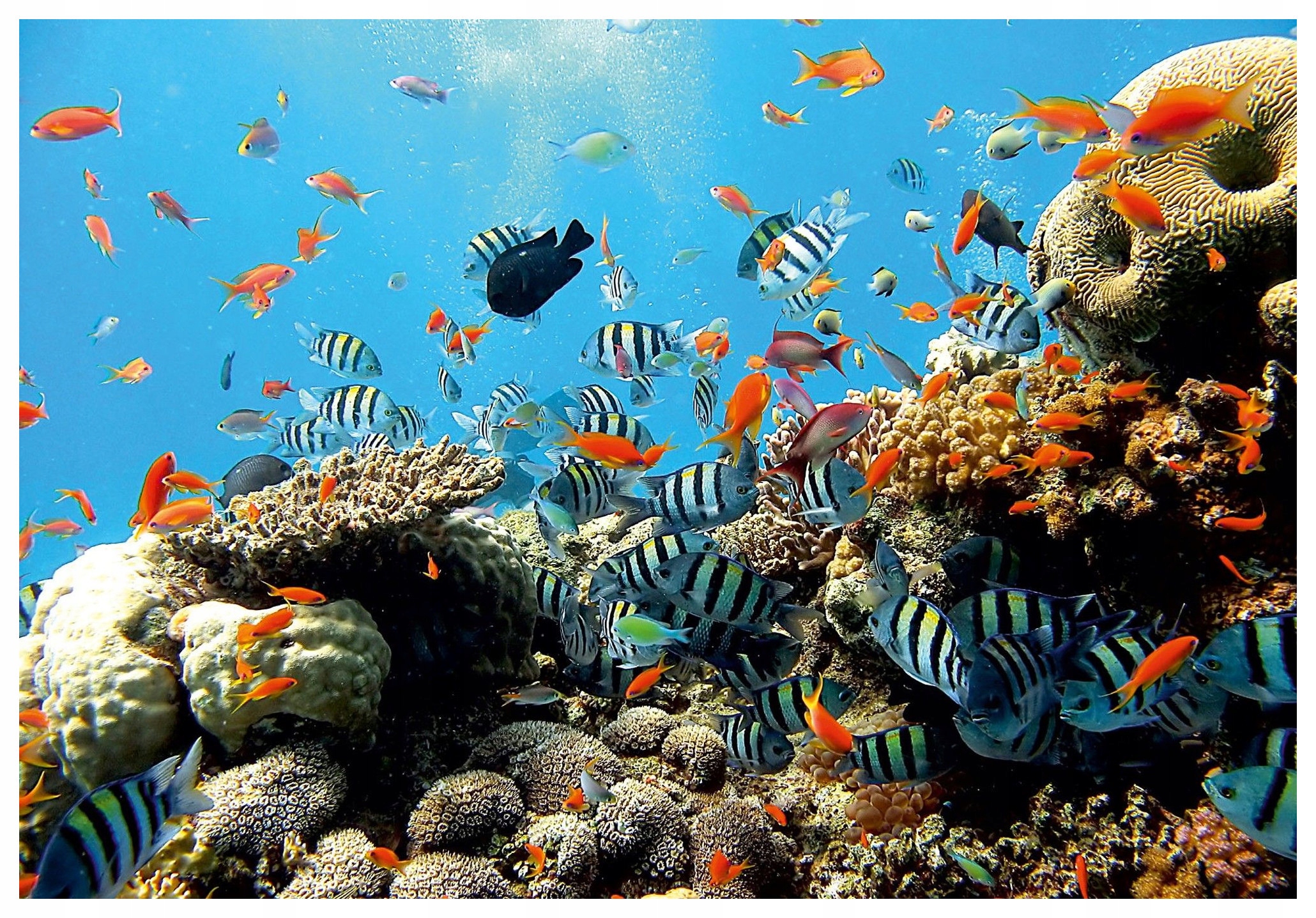 Vliesová fototapeta Koralová útesová ryba exotická modrá 300x210 lepidlo