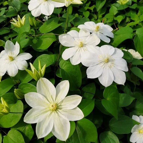 Clematis Guernsey Cream poj. 4L