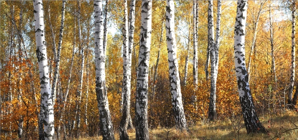 Obraz na płótnie XXL las duży format 80x169 cm