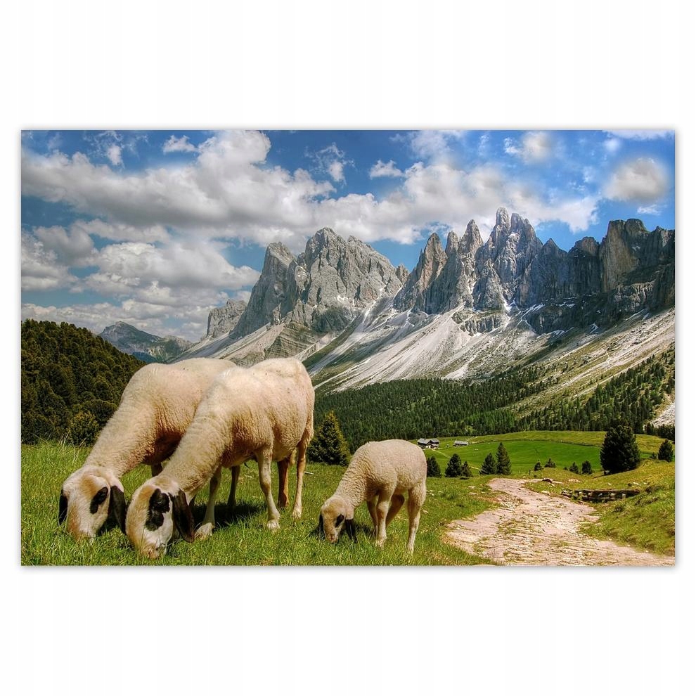 

Plakat 60x40 Góry Owce Wypas