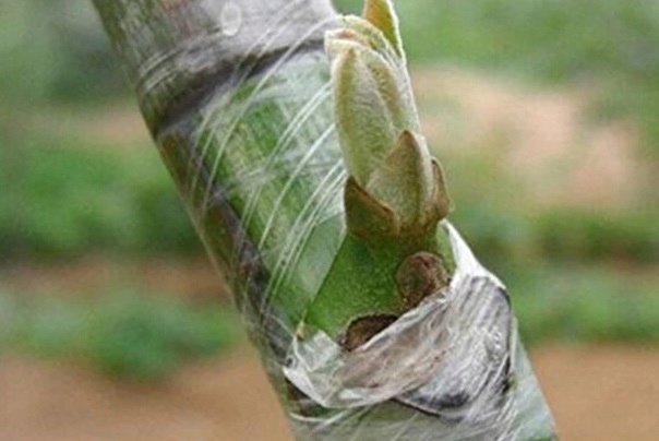 TAŚMA 100m SZCZEPIEŃ SZCZEPIENIA ROŚLIN DRZEW FILM Zasilanie ręczne