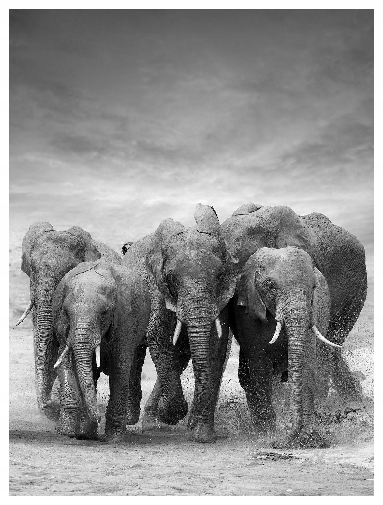 Fototapeta flizelina Africké slony Černobílé textury 184x254 lepidlo