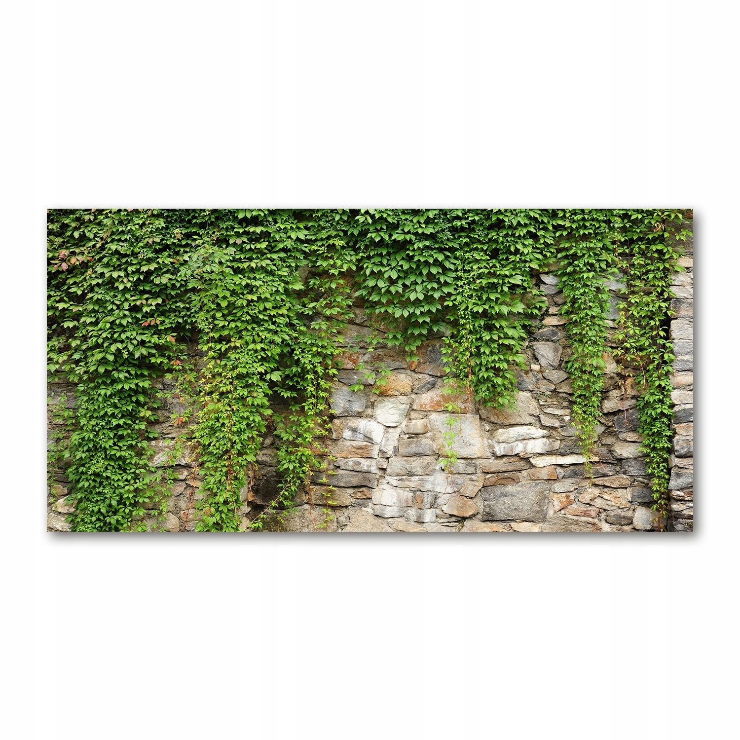 

Foto obraz akryl zdjęcie Zielony bluszcz 120X60 cm