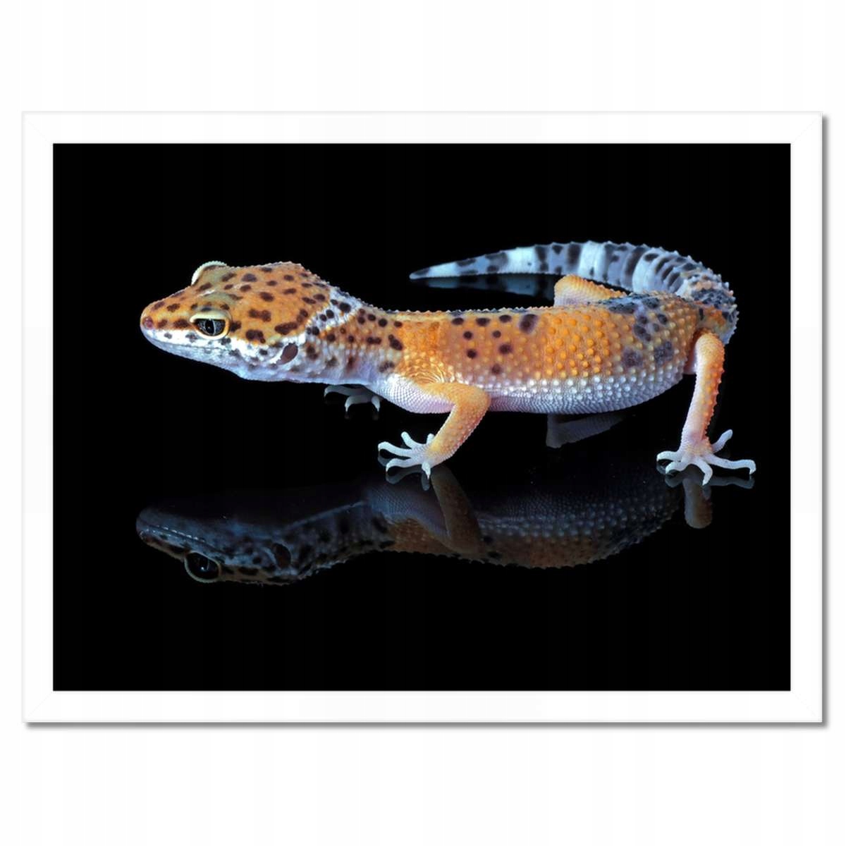 Plakáty v rámu 40x30 Gekon leopardí plazi