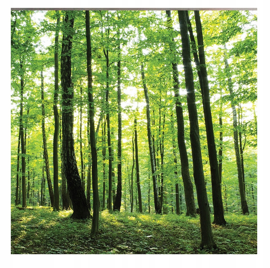 

Obraz Na Płótnie Las Natura Do Salonu 100x80