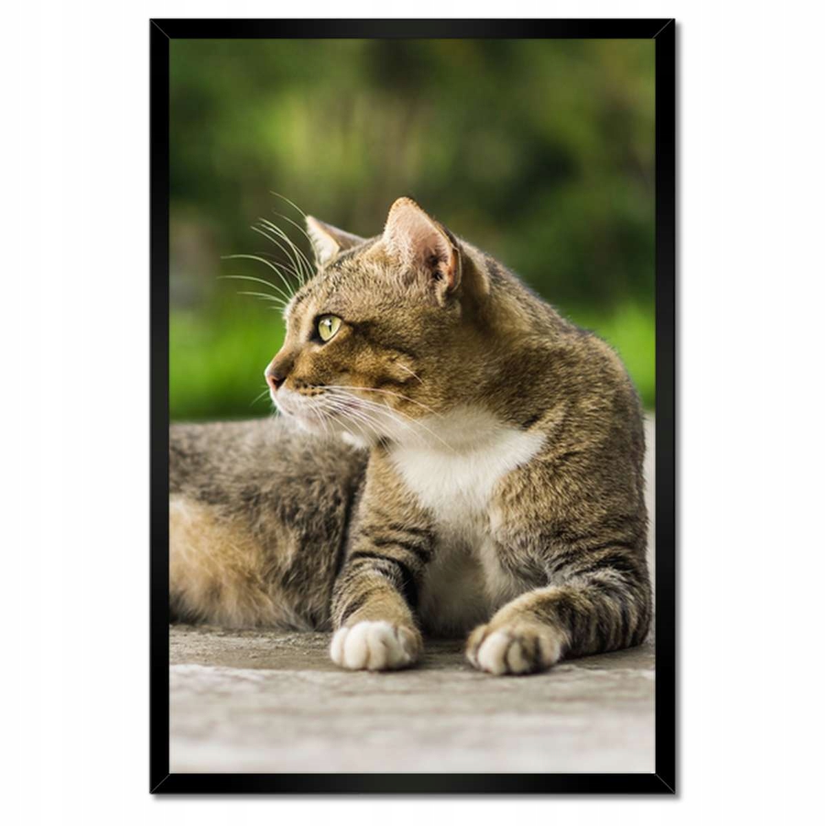 Plakáty v rámu 40x60 Kočka Kotě Kočky