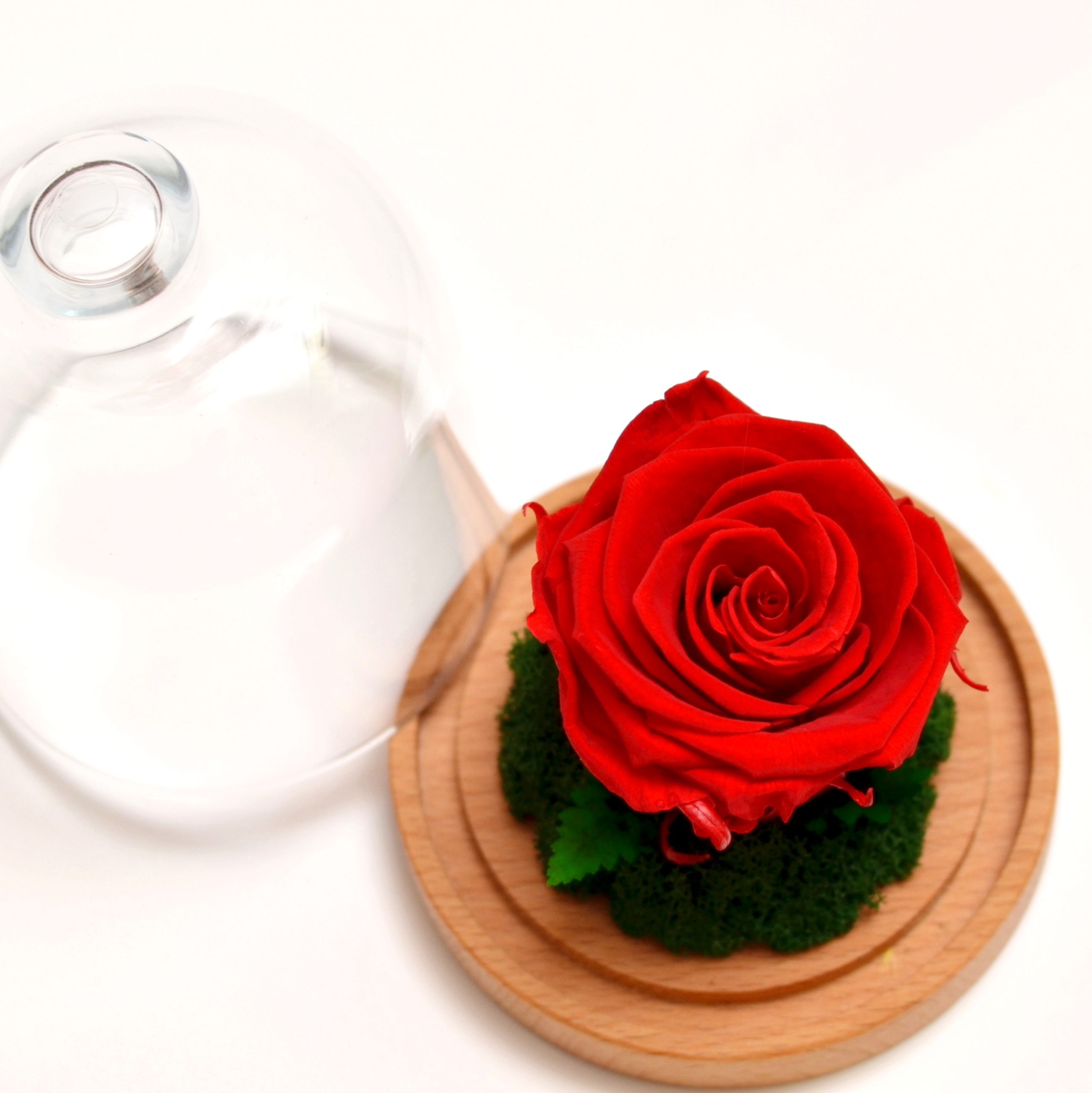 

Wieczna róża w kopule S. Na Prezent. Las w szkle