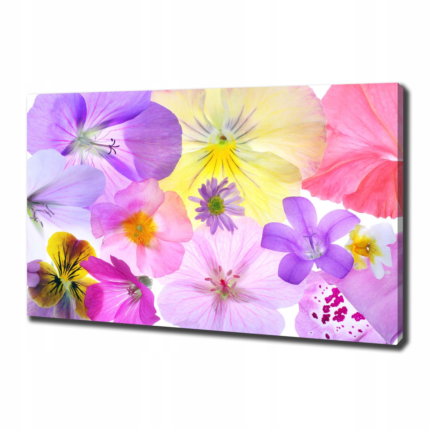 

Duży foto obraz na ścianę canvas Bratki 100x70 cm