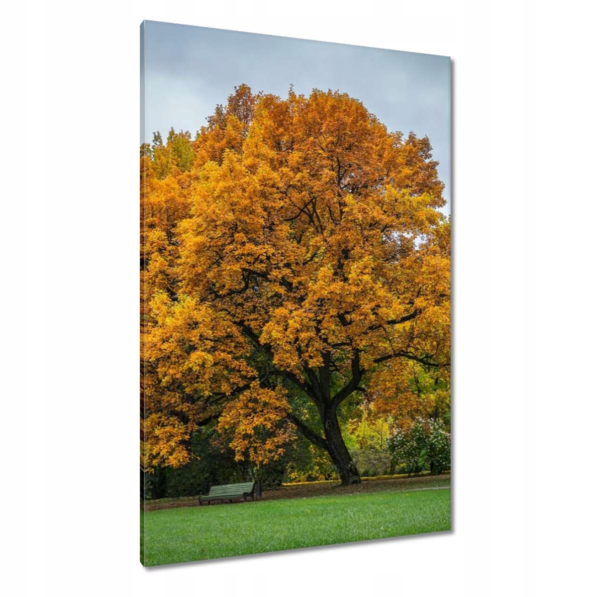 Obrazy 80x120 Strom
