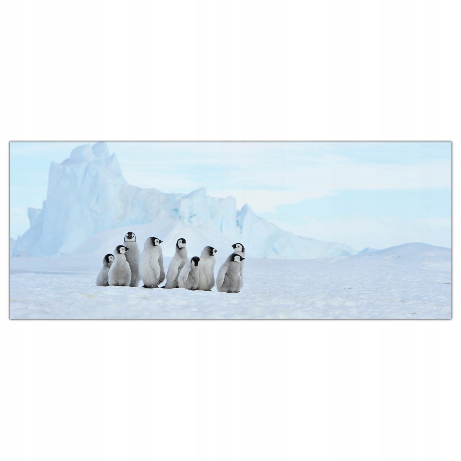 

Obraz na szkle Foto Pingwin Ptak Zwierzę 125x50