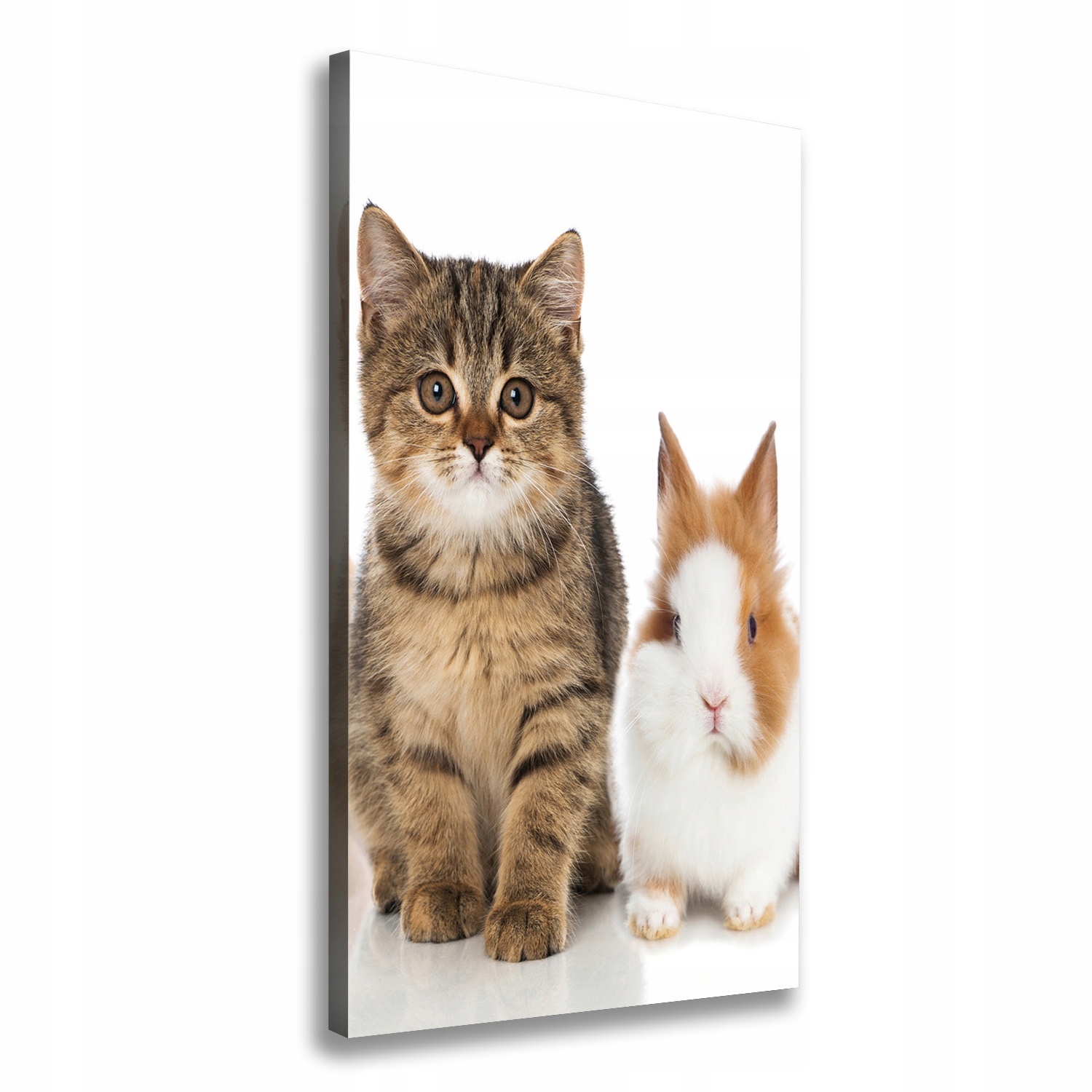 

Foto obraz na płótnie Zwierzęta domowe 50x100 cm