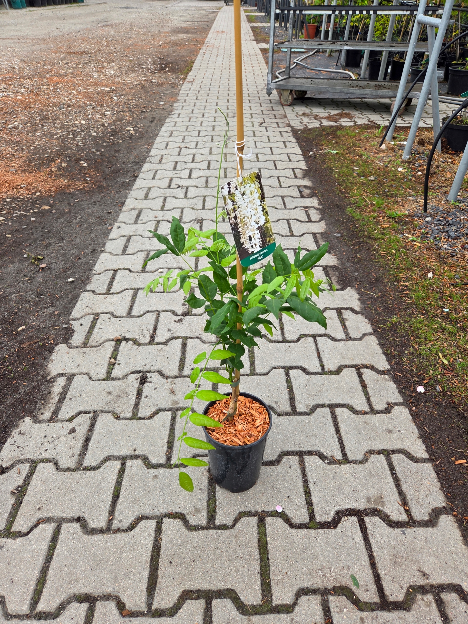 Wisteria Sinesis Alba - glicynia chińska C2