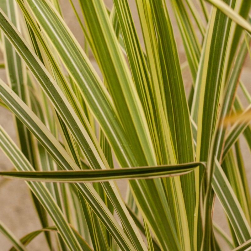 Miskant čínsky Variegatus - Miscanthus sinensis