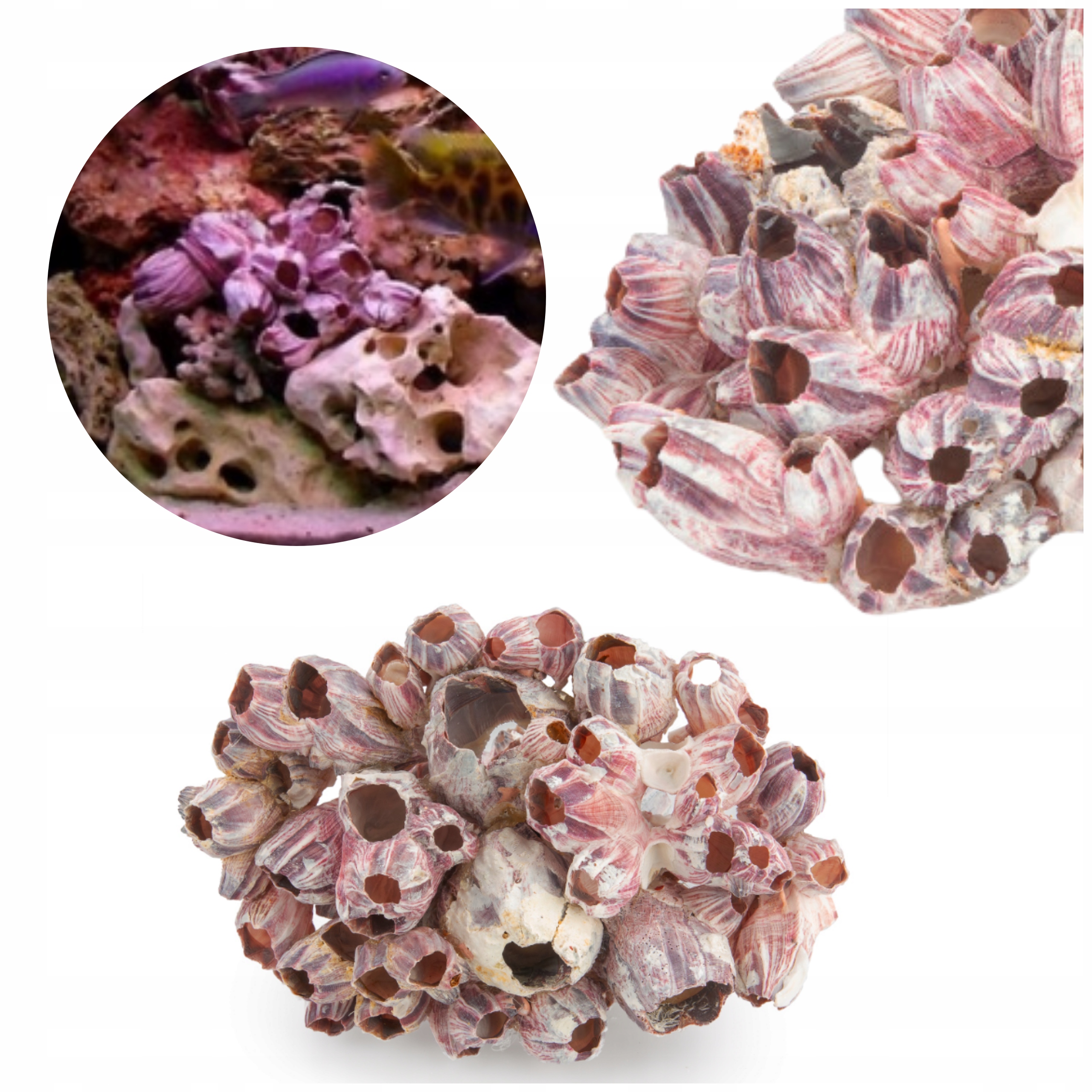 Levně Mušle Barnacle Pupeny do akvária Malawi 15-20cm