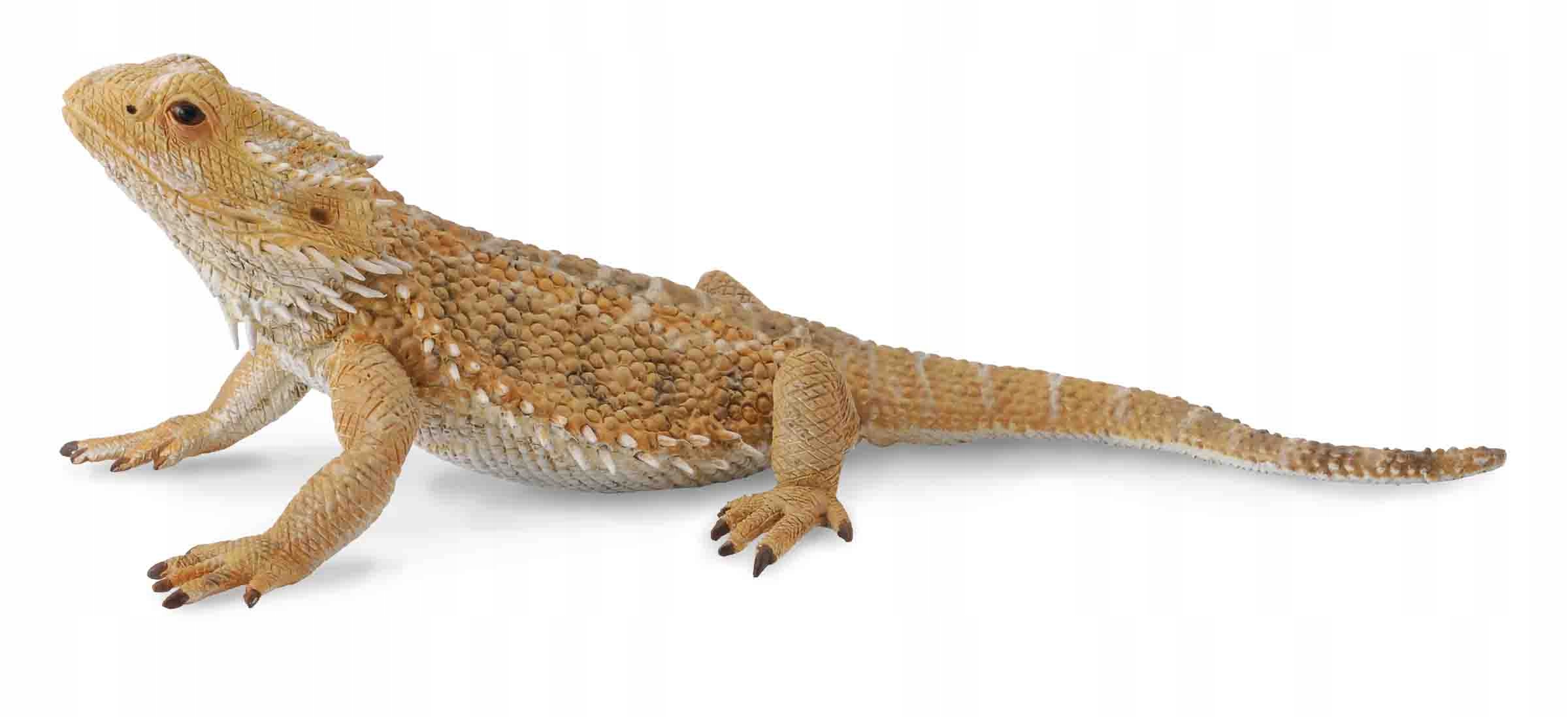 

Jaszczurka Dragon CollectA 88567