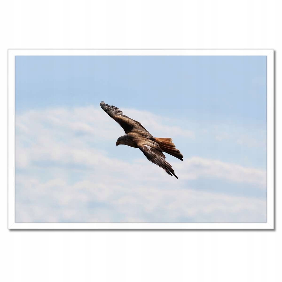 Plakáty v rámu 60x40 Let hrozivého predátora